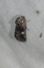 Copanarta aurea