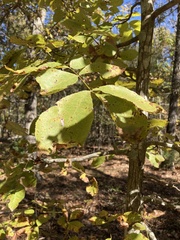 Carya tomentosa