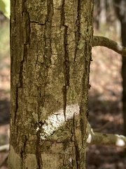 Carya tomentosa