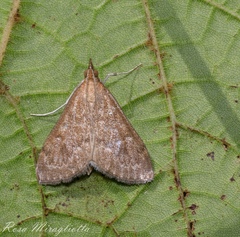 Saucrobotys futilalis