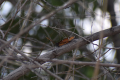 Limenitis archippus obsoleta