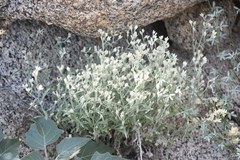 Pseudognaphalium
