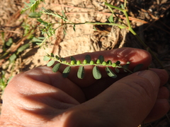 Phyllanthus abnormis