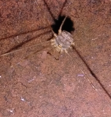Dicranopalpus