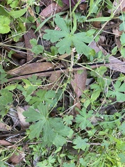 Geranium solanderi