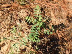 Phyllanthus abnormis