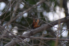Limenitis archippus obsoleta