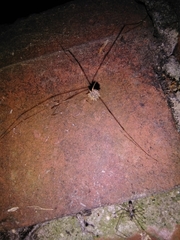 Dicranopalpus