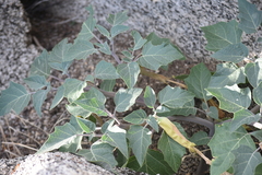 Datura wrightii