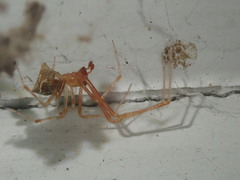 Cryptachaea meraukensis