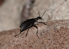 Epicauta segmenta