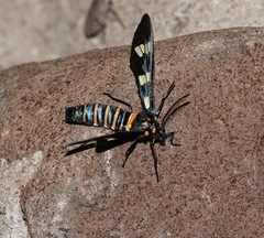Syntomeida melanthus