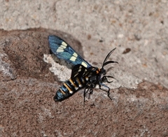 Syntomeida melanthus