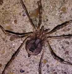 Odiellus spinosus