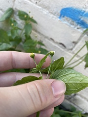 Galinsoga parviflora