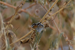 Brephidium exilis exilis