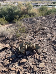 Opuntia basilaris basilaris