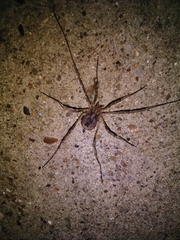 Odiellus spinosus
