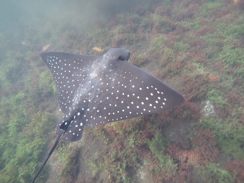 White-spotted Eagle Ray (Aetobatus ocellatus), a species recorded in Hawaii