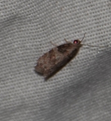 Garella