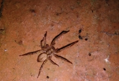 Anyphaena accentuata