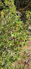 Ceanothus perplexans