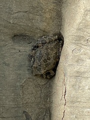 Pseudacris cadaverina