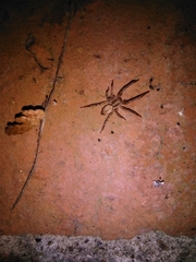 Anyphaena accentuata