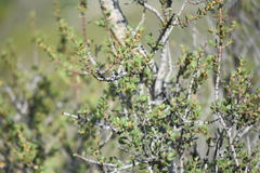 Ceanothus perplexans