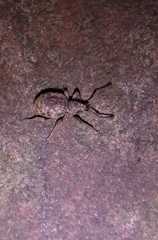 Otiorhynchus crataegi