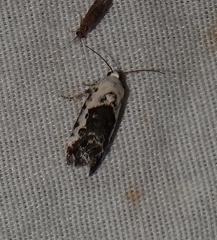 Ponometia phecolisca