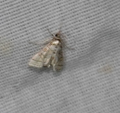 Pseudopyrausta santatalis