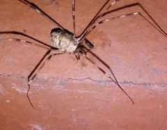 Dicranopalpus