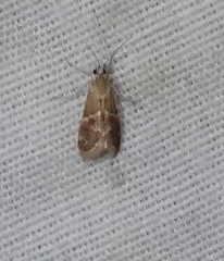 Odontiinae
