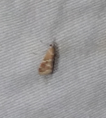 Odontiinae