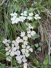 Thalictrum minus