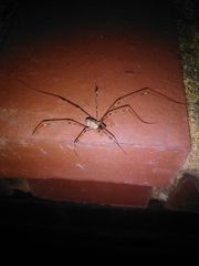 Dicranopalpus
