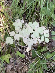 Thalictrum minus