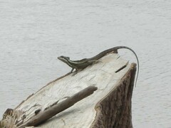 Basiliscus basiliscus