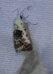 Ponometia phecolisca