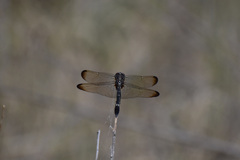 Dythemis