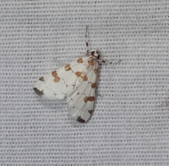 Conchylodes octonalis