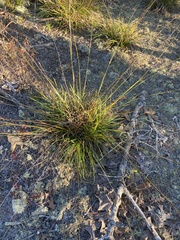 Rhynchospora megalocarpa