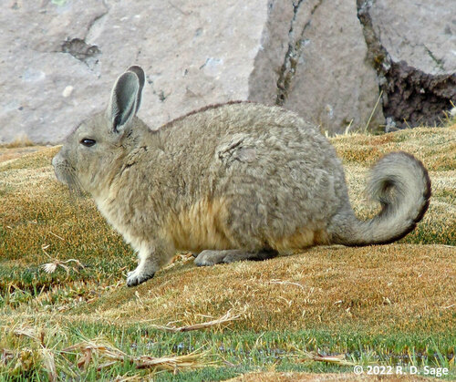 Mountain Viscacha, photo 6 of 9