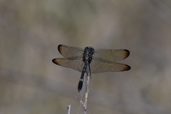 Dythemis