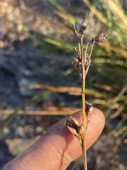 Rhynchospora megalocarpa