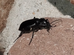 Calosoma marginale
