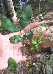 Alectryon tomentosus