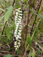 Spiranthes bightensis