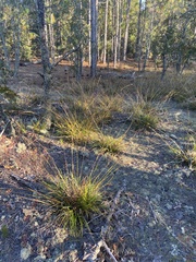 Rhynchospora megalocarpa